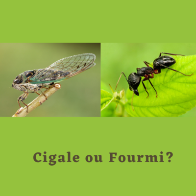 WebOuest Prendre soin de soi: cigale ou fourmi?