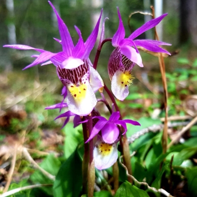 WebOuest À la découverte des orchidées indigènes