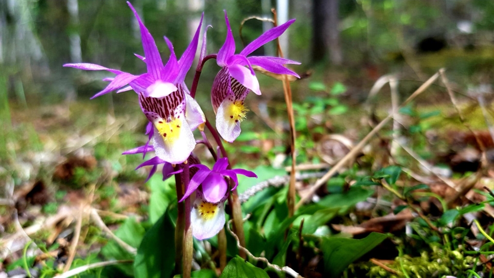 WebOuest À la découverte des orchidées indigènes