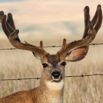 WebOuest Est-ce que la chasse a un rôle à jouer dans le monde moderne?
