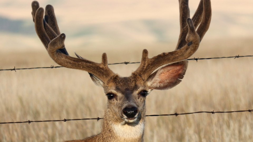 WebOuest Est-ce que la chasse a un rôle à jouer dans le monde moderne?