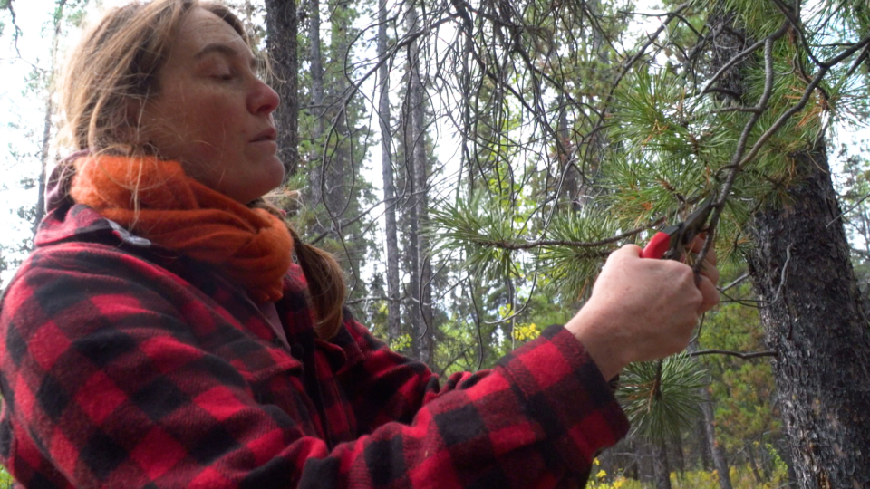 WebOuest Vivre vert :  tisane cueillie en forêt boréale