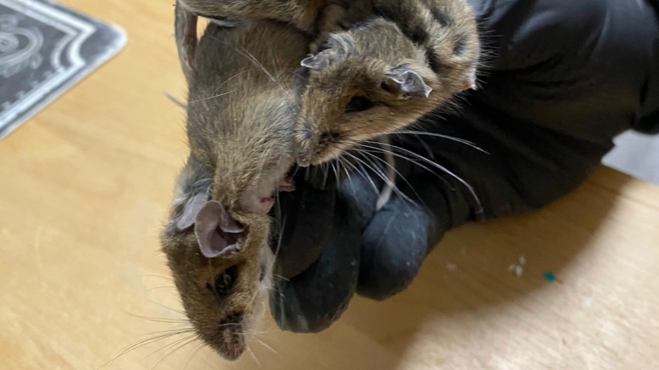 WebOuest Des souris dans mon plafond, petites, mais bruyantes