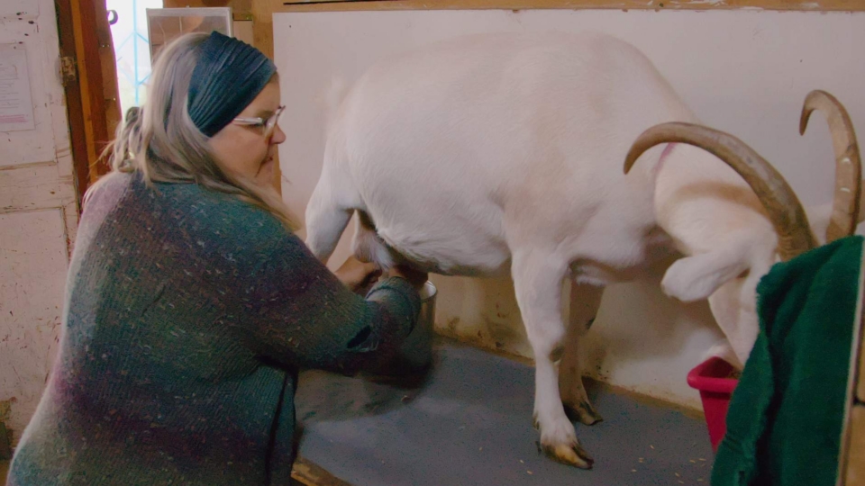 WebOuest Vivre vert : ferme Aurora